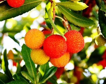 20 Seeds- Strawberry Tree- Tropical Evergreen -Container or Bonsai -- Coastal Gardening -Zone 7+ -Red Bark- Arbutus unedo- See Description