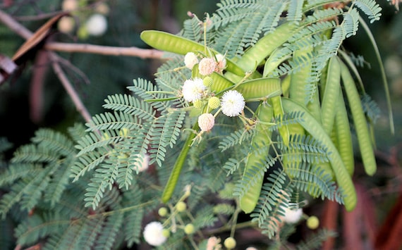 Wild Tamarind Seeds Multi Purpose Tree Blooms All Etsy