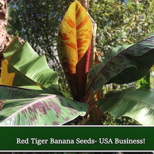 10 Tropical Seeds -  Red Tiger Banana Tree  - Musa sikkimensis