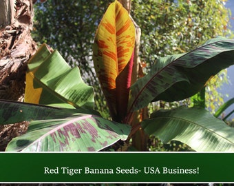 10 Tropical Seeds Each - Red Tiger Banana Tree  - Musa sikkimensis - See Listing