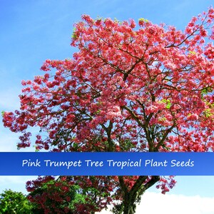 Tropical Seeds- Pink Trumpet Tree - 5 Seeds - - Tabebuia impetiginosa