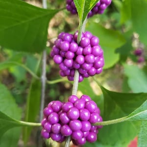 20 Heirloom Seeds-Beautyberry Fall Color-  Zone 7+ Outdoors Callicarpa americana-Save Big on More Packs Mix and Match! Sale!