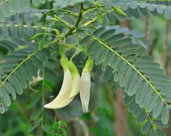 Tropical Seeds -Sesbania grandiflora -Red and White Mix -10 Heirloom Seeds Hummingbird Tree-Ornamental
