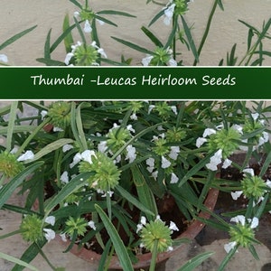 Herb Seeds Leucas aspera Thumbai 20 Garden Herb Seeds See Listing Below Herb Garden Indoors or Out image 1