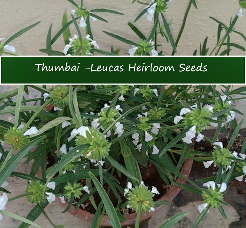 Herb Seeds Leucas aspera Thumbai 20 Garden Herb Seeds See Listing Below Herb Garden Indoors or Out image 1