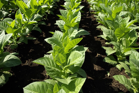 how big is a tobacco plant 100 Heirloom Seeds- Tobacco- Massachusetts Wrapper -great Container Plant -  Nicotiana Tobacum-save Big on More Packs -mix and Match Sale!