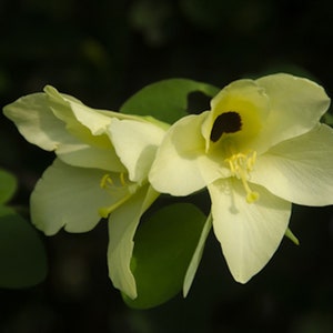 Tropical Seeds Yellow Orchid Tree 5 Heirloom Seeds Ornamental Tropical Bauhinia tomentosa image 4