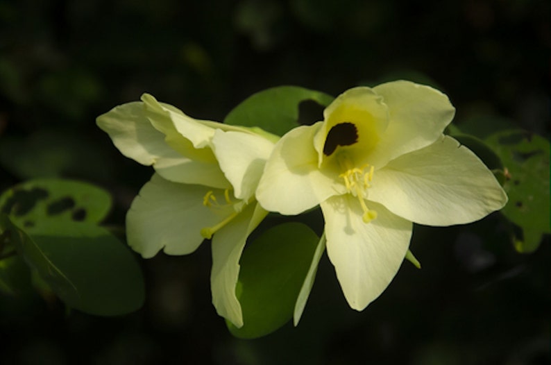 Tropical Seeds Yellow Orchid Tree 5 Heirloom Seeds Ornamental Tropical Bauhinia tomentosa image 4