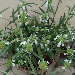 Herb Seeds Leucas aspera Thumbai 20 Garden Herb Seeds See Listing Below Herb Garden Indoors or Out image 4