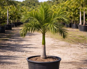 20 Royal Palm Tropical Seeds - -roystonea Regia-buy More Save More-mix &  Match! - Etsy Israel