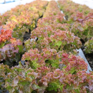 Lettuce Seeds - 250 Heirloom Lettuce  Seeds- Red Sails-Save Big on More Packs -Mix and Match! Sale!