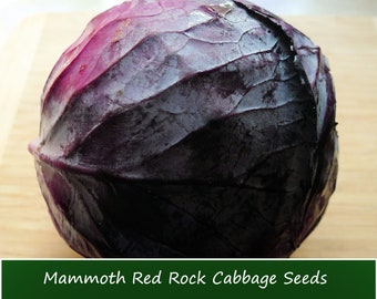 Giant Russian Cucumber Seeds - Greenpatch Organic Seeds