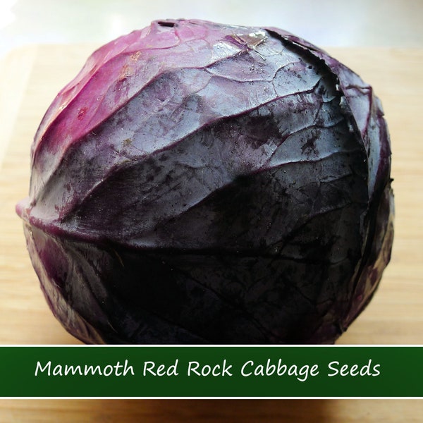 Vegetable Seeds- Cabbage-Mammoth Red Rock Cabbage -50 Seeds -Heirloom -Solid Round Heads -Whopping 7 pounds- Red Throughout-Fine Flavor
