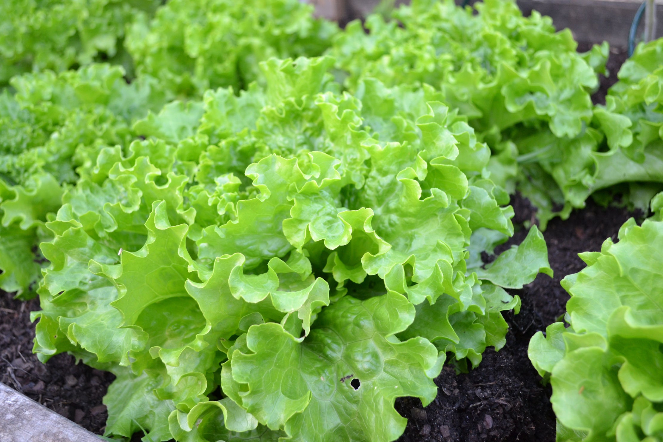 Lettuce Seeds Grand Rapids 250 1000 Seed Options Heirloom Etsy Norway
