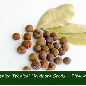 20 Allspice Berries -Multiple Seeds in the Shell - Produces Allspice -Container or Outdoor Gardening- Pimenta dioica
