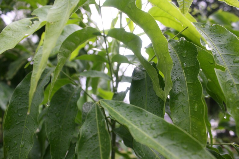 5 Rare Tropical Soap Nut Seeds! Ritha Tree - Sapindus mukorossi image 3