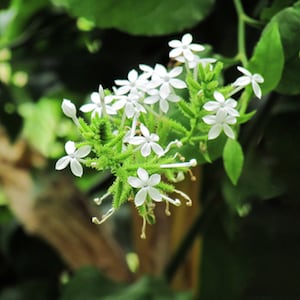 Tropical Seeds Plumbago zeylanica 20 Seeds Flower Seeds image 3