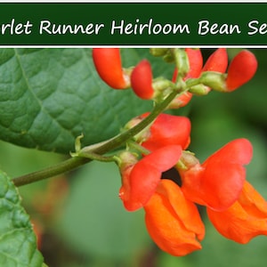 20 Heirloom Bean Seeds-Scarlet Runner Pole -Trellis or Fences- Small Space-Save Big on More Packs -Mix and Match- Sale!