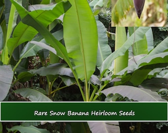 5 Snow Banana Tropical Heirloom Seeds!- Rare Ornamental Musa Nagensium