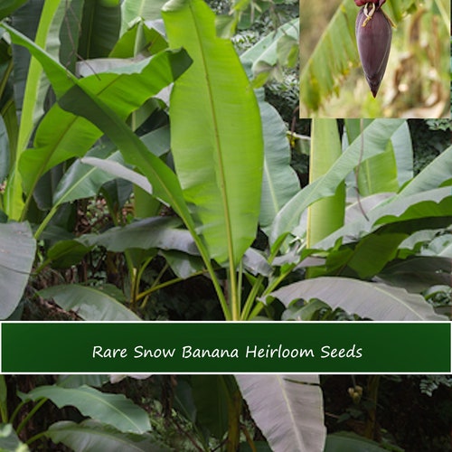 Tropical Seeds -Snow Banana- 5 Heirloom Seeds- Rare Ornamental - See Listing-Musa Nagensium