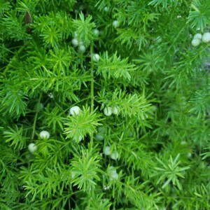 Puede incluir: Primer plano de una planta verde con peque&ntilde;as bayas blancas. La planta tiene hojas largas y delgadas que est&aacute;n dispuestas en un grupo denso.
