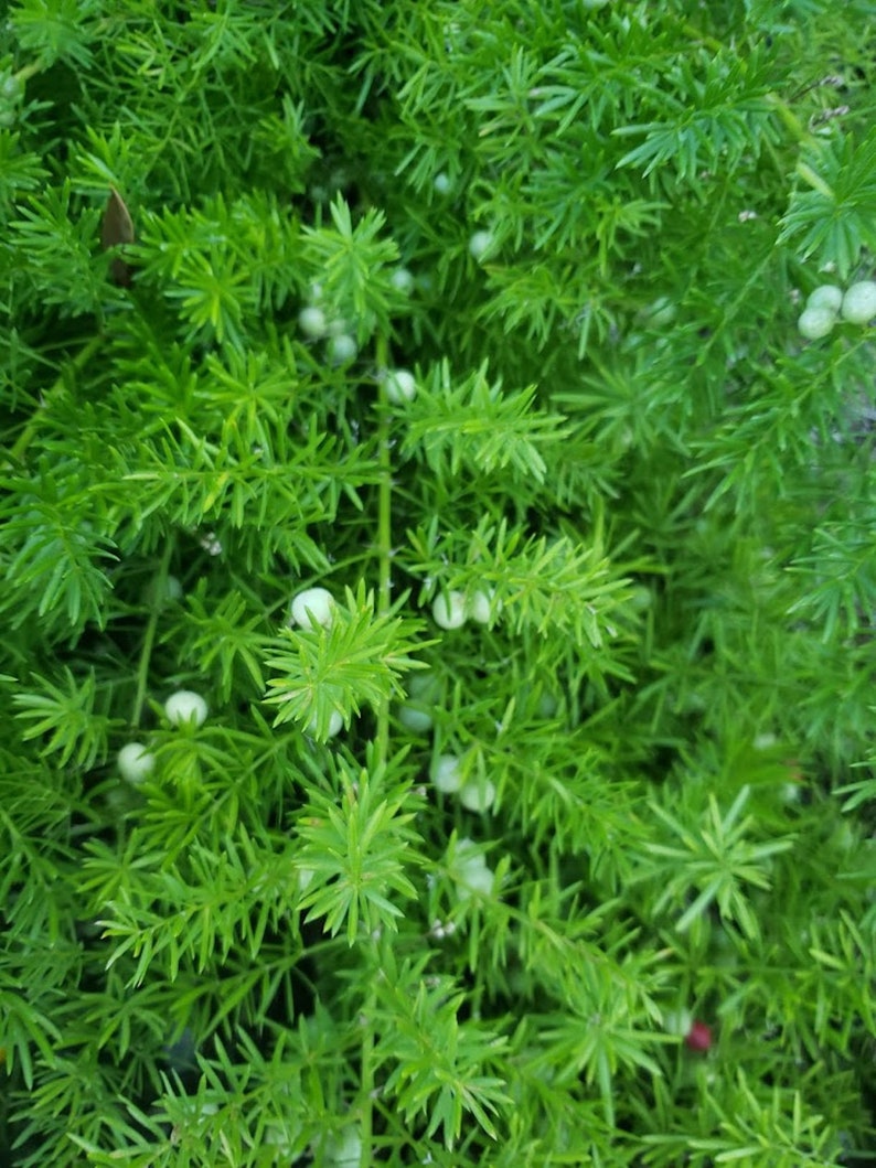 Puede incluir: Primer plano de una planta verde con peque&ntilde;as bayas blancas. La planta tiene hojas largas y delgadas que est&aacute;n dispuestas en un grupo denso.