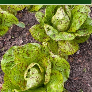 250 Vegetable Seeds- Freckles Romain Heirloom Lettuce-  Save Big on 2 or More Packs Mix and Match Sale!
