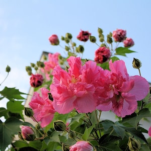 May include: A close-up of a pink flowering bush with green leaves and buds against a blue sky. The flowers are in full bloom and have a delicate, ruffled appearance.