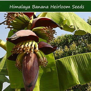 10 Tropical Seeds -Himalaya Banana- 10 Seeds-Ornamental- Collectors Favorite- Musa Thomsonii-Save Big on More Packs -Mix and Match! Sale!