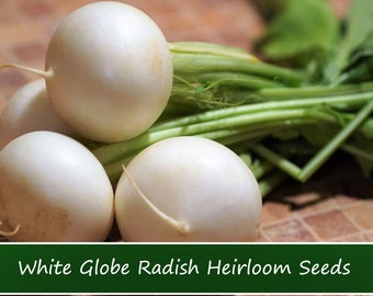 RADISH VEGETABLE SEEDS- White Globe Radish -100 Seeds-Heirloom -All Natural- Delicious Classic Top Seller Garden Vegetable