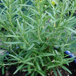 Herb Seeds Rosemary 25 Seeds-Aromatic Herb Indoors or Out image 4