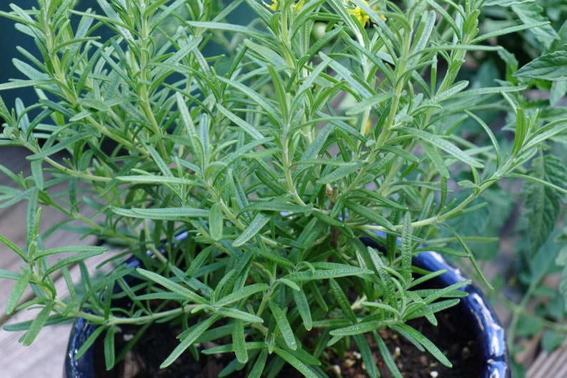 Herb Seeds Rosemary 25 Seeds-Aromatic Herb Indoors or Out image 4