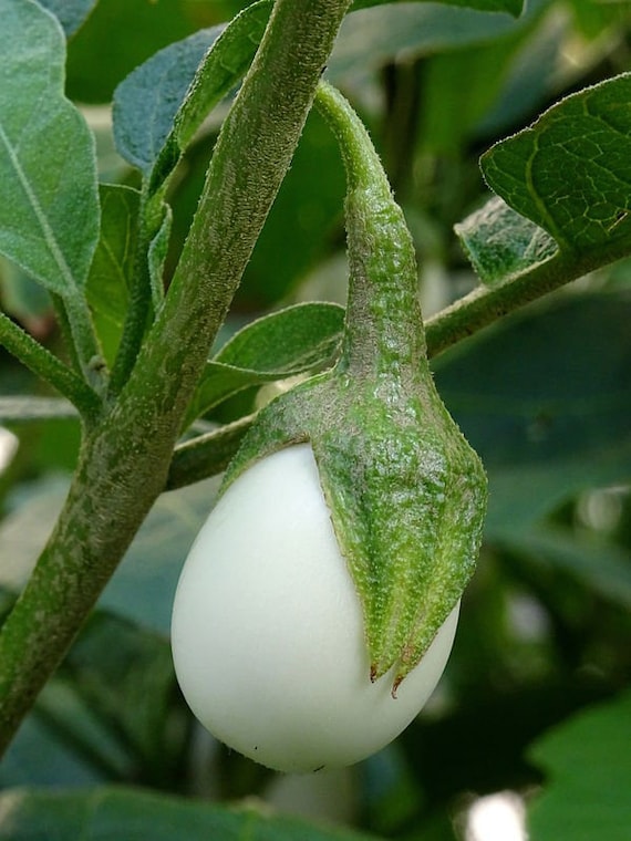 10 Seeds Ornamental Eggplant Golden Eggs Unique Brilliant Etsy