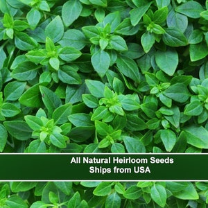 100 Heirloom Herb Seeds -Spicy Globe Basil - Spectacular pesto! Indoors or Out-Save Big on More Packs -Mix and Match Sale!