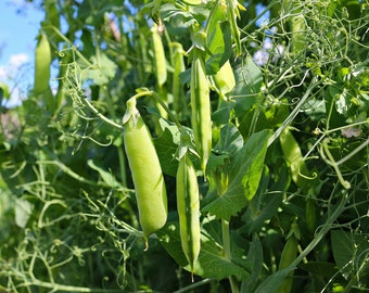 Vegetable Seeds-Amish Snap Pea- Heirloom -50 Seeds  Spring or Fall