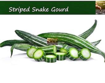 Vegetable Seeds - Snake Gourd- 5 Seeds -Trellis Gardening- Trichosanthes cucumerina anguina