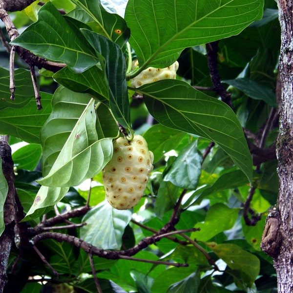 Indian Mulberry- Rare 25 seeds -Tropical Plant -Noni Plant -See Listing -Morinda