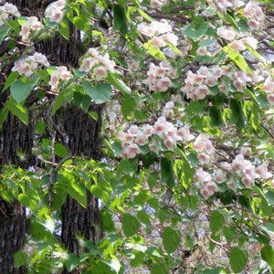 20 Heirloom Tropical Tree Seeds-  -Dragon Tree! Paulownia fortunei-Save Big on More Packs -Mix and Match! Sale!