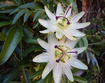 10 semillas de flor de la pasión blanca tradicional - Passiflora - ¡Compre más y ahorre más! ¡Mezcle y combine!