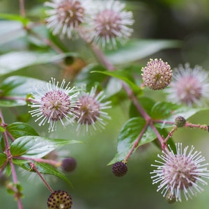 20 Heirloom Tropical Seeds-RARE Kadam Tree-  -Kadamba - Bonsai -  -Adina Cordifolia-Save Big on More Packs -Mix and Match! Sale!