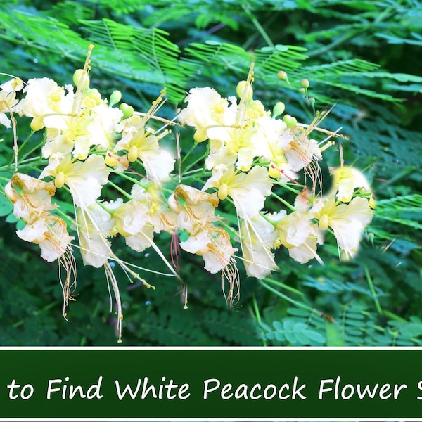 Tropical Seeds -White Peacock Flower- 5 Seeds- See Listing Below -Container -Deck Gardens-Caesalpinia Pulcherrima