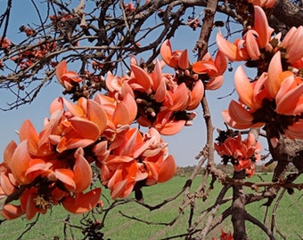 5 Tropical Seeds -Belia Palash or Red Kwao Krua Tree --Butea superba