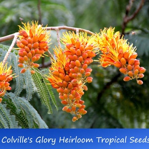 10 Heirloom Tropical Seeds- Colville’s Glory -  Colvillea Racemosa-Save Big on More Packs -Mix and Match- Sale!