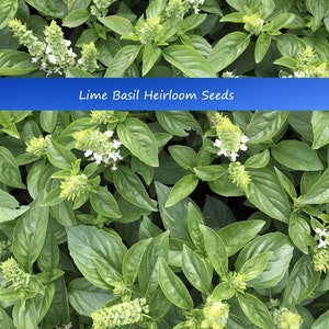 Herb Seeds-Lime Basil- 100 Heirloom Seeds! Aromatic Lime Herb - Indoors or Out - Save on 2 or More Packs Mix and Match Sale!