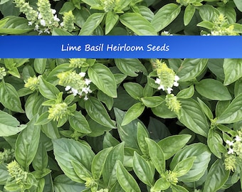 100 Lime Basil Heirloom Herb Seeds! Aromatic Lime Herb - Indoors or Out