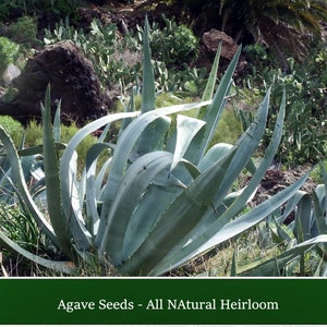 Succulent Seeds - Agave -20 All Natural Heirloom Seeds- American Century Plant -Agave americana-Save Big on More Packs -Mix and Match- Sale!