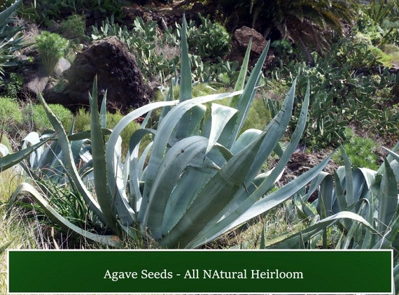 20 Agave Seeds -american Century Plant -agave Americana-buy More Save  More-mix & Match! - Etsy Israel