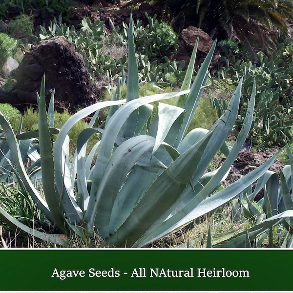 Succulent Seeds - Agave - 20 Seeds- American Century Plant -   Agave americana