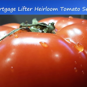 May include: A close-up of a large, red, ripe tomato with water droplets on its surface. The tomato is a Mortgage Lifter heirloom variety.