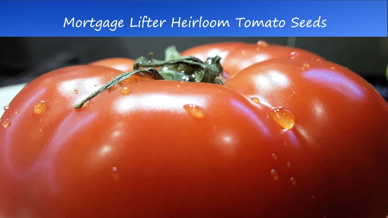 May include: A close-up of a large, red, ripe tomato with water droplets on its surface. The tomato is a Mortgage Lifter heirloom variety.